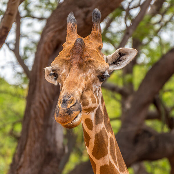 Giraffe at the Honolulu Zoo Waikiki Hawaii Oahu