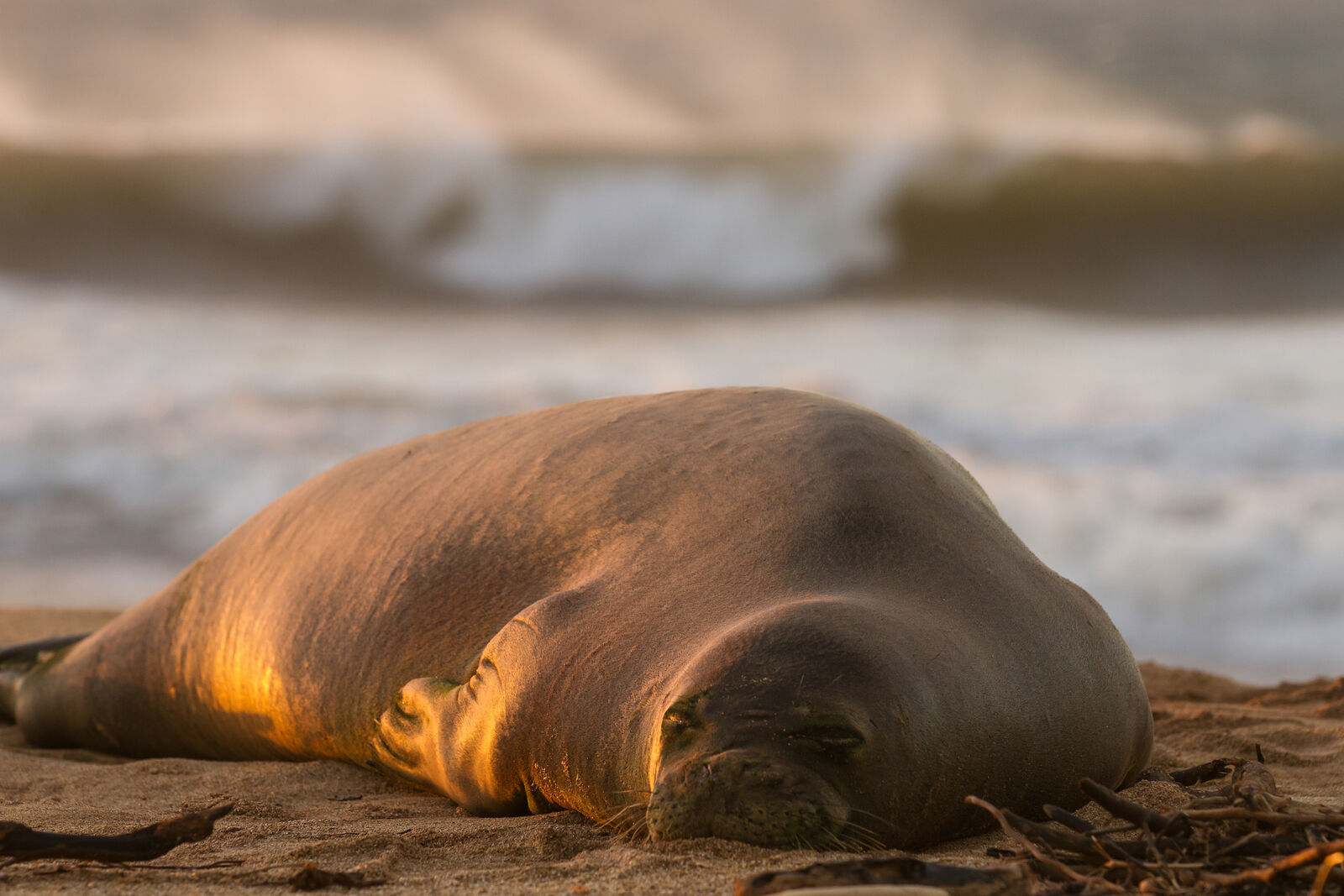 Monk Seal__Credit Hawaii Tourism Authority (HTA-medium.jpg